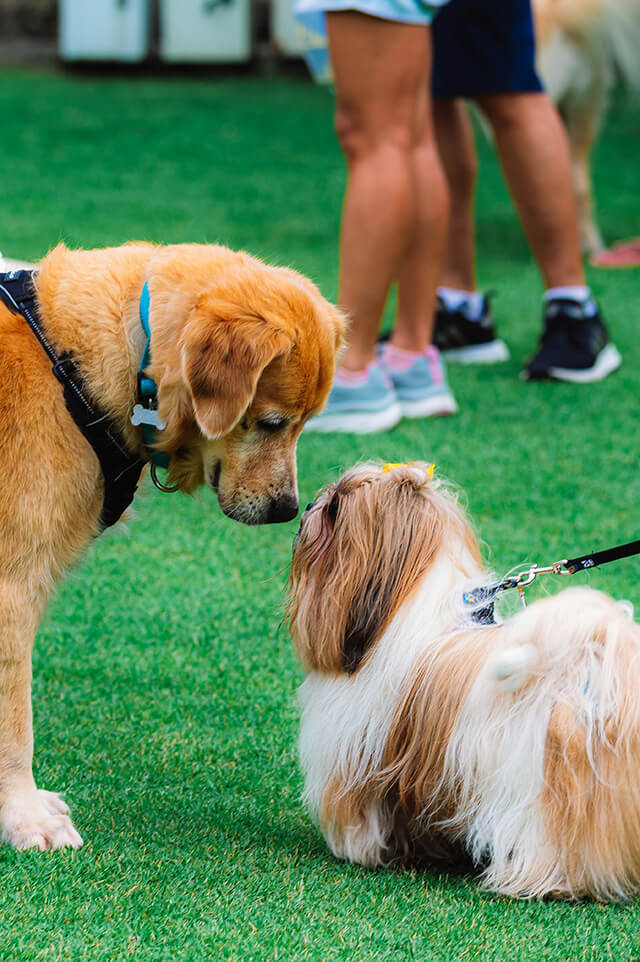a golden retriever and a shih tzu touching noses on grass 